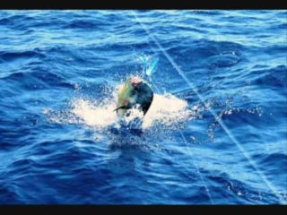 Fishing Dolphin action outer banks NC fishing charters SEADUCER